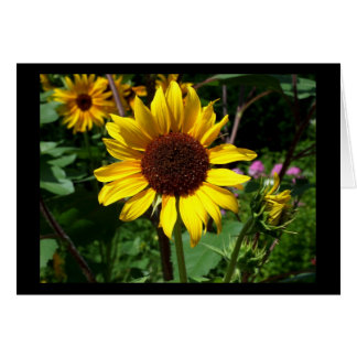 Girasol - Tarjeta en blanco