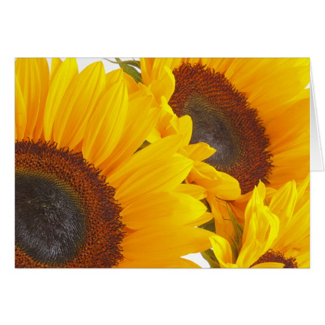 Girasol Triplettes (Anverso (Horizontal))