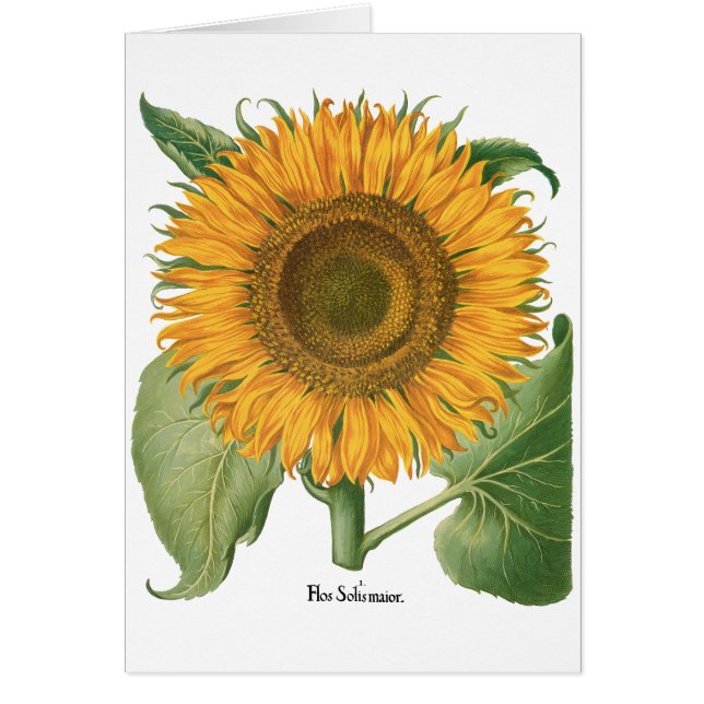 Girasol vintage de Basilius Besler (Frente)