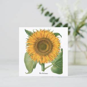Girasol Vintage por Basilius Besler