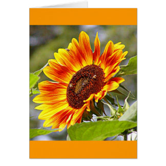 Girasol y abejas