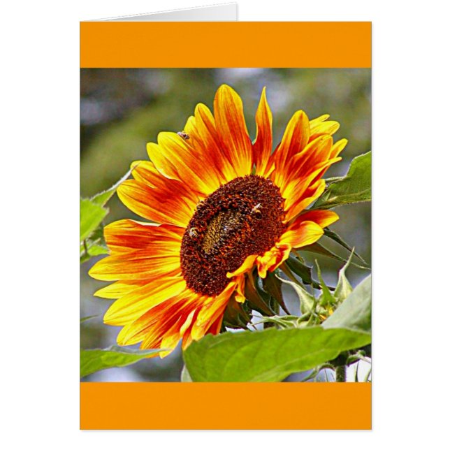 Girasol y abejas (Frente)