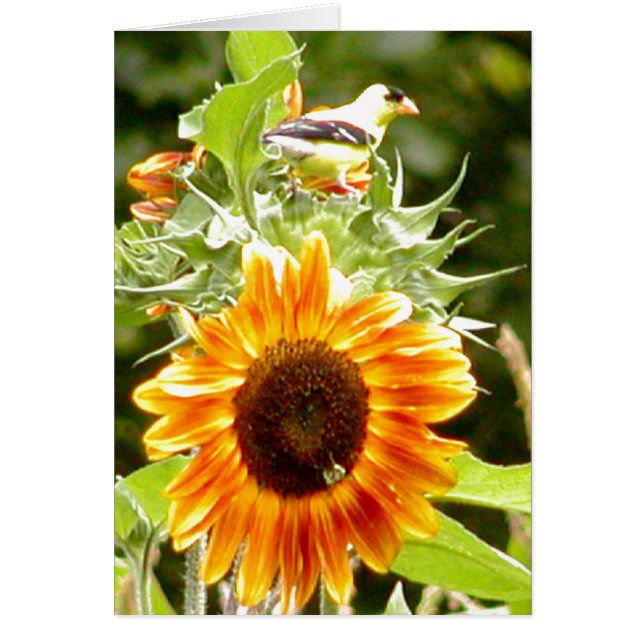 Girasol y pájaro y abeja amarillos (Frente)