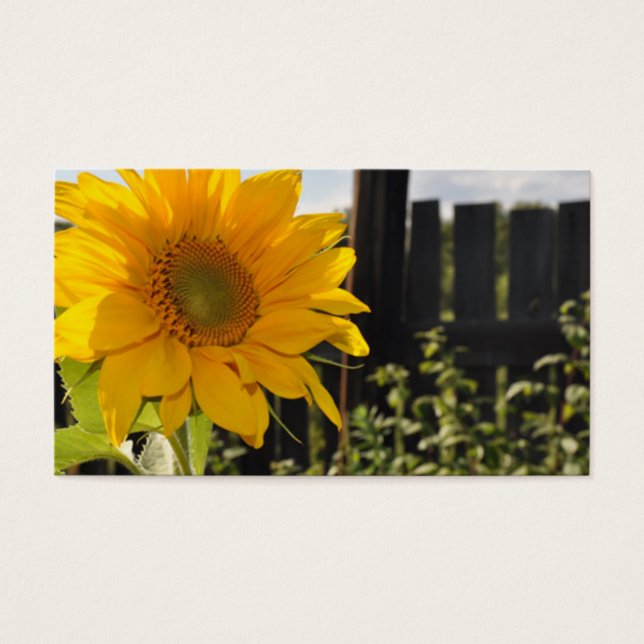Girasol y valla (Frente)