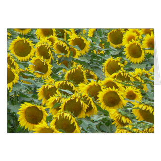 Girasoles