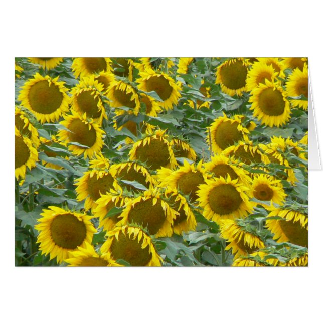 Girasoles (Anverso (Horizontal))