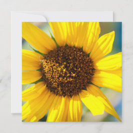 Girasoles 