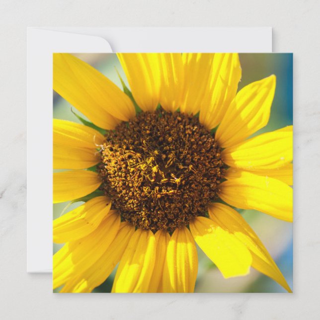 Girasoles  (Anverso)