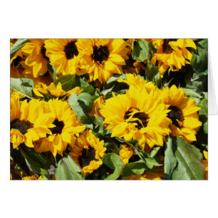 Girasoles A La Docena
