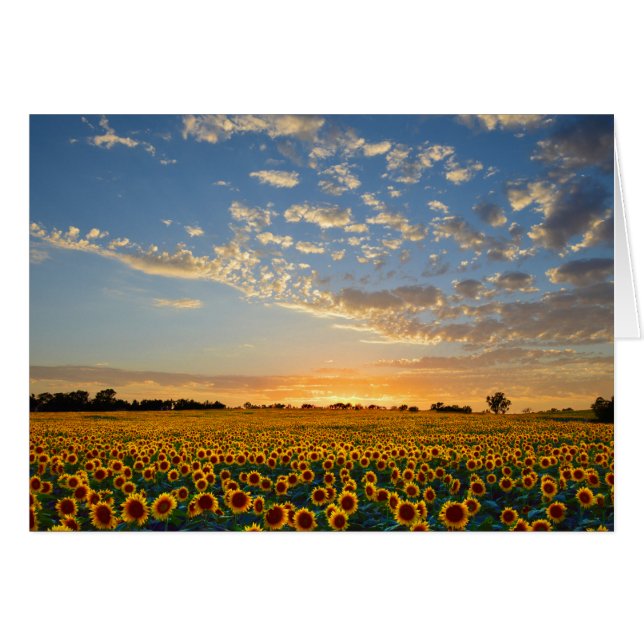 Girasoles al atardecer (Anverso (Horizontal))