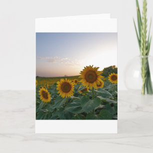 Girasoles al atardecer poster postal