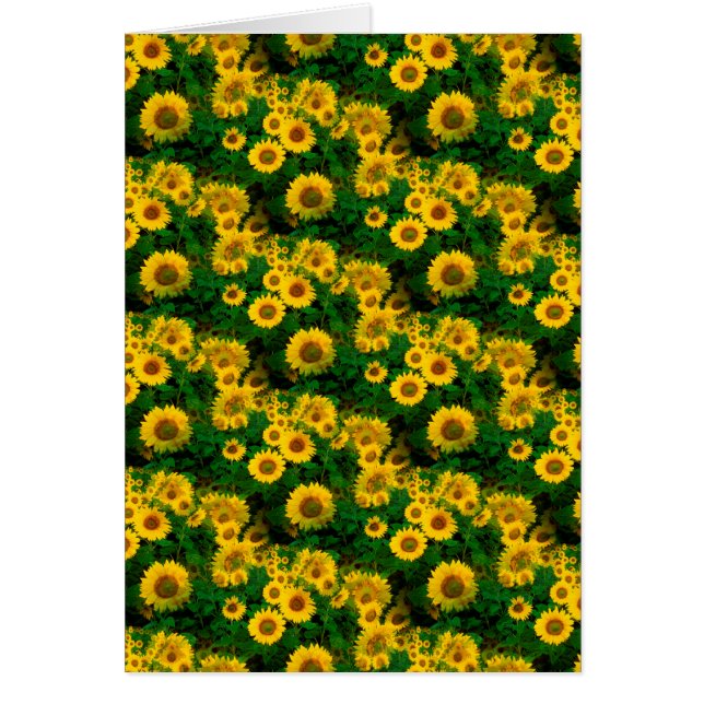 girasoles amarillos (Frente)