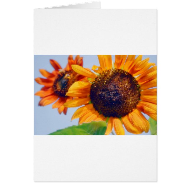Girasoles anaranjados (Frente)