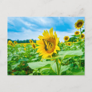 Girasoles con tarjeta postal de fotos de mariposa