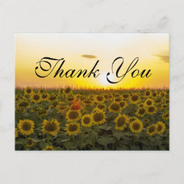 girasoles de sol Gracias tarjeta
