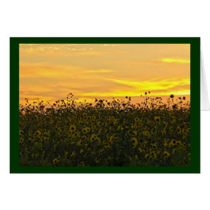 Girasoles en la oscuridad