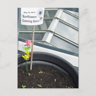 Girasoles en la postal del 30 de mayo de 2012