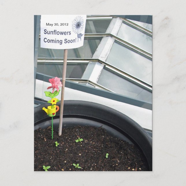 Girasoles en la postal del 30 de mayo de 2012 (Anverso)