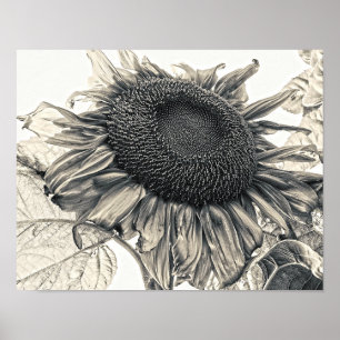 Girasoles Gigantes Arte Botánico Sepia Vintage