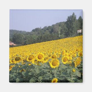 Girasoles, imán