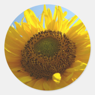 GIRASOLES PEGATINAS HOJAS DE PEGATINAS Regalos