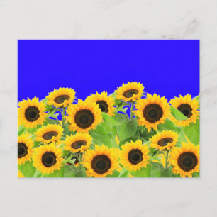 Girasoles postales Apoyo de los colores de la band