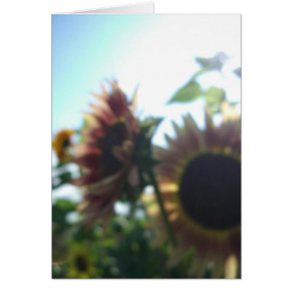 Girasoles rojos en un día soleado