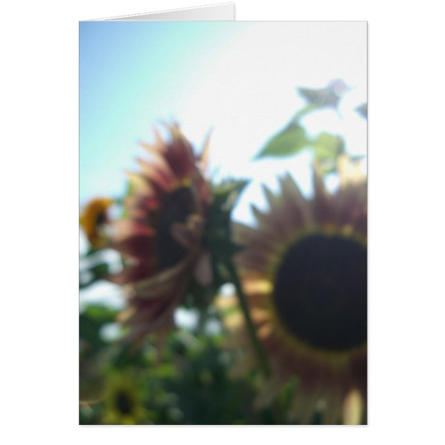 Girasoles rojos en un día soleado (Frente)