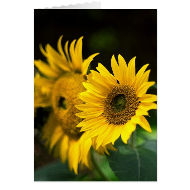 girasoles tomando el sol. (Frente)