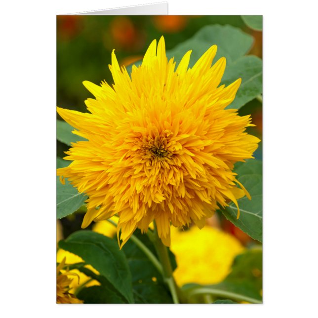 Giro antes del florecimiento (Frente)