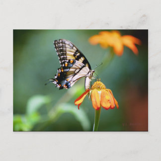 Giro y postal de Tithonia
