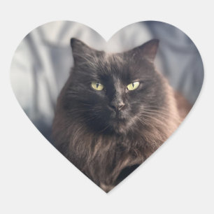 Gitano - Pegatinas de gato negro