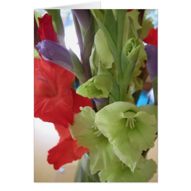 gladiolas de pam (Frente)
