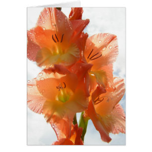 Gladiolas transparente
