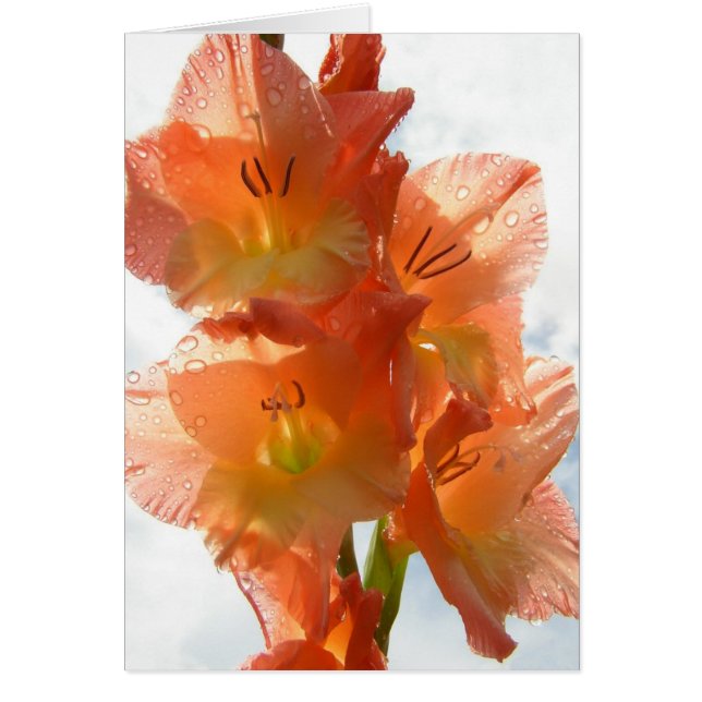 Gladiolas transparente (Frente)