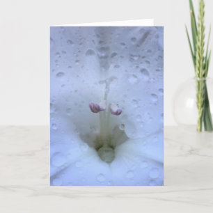 Gladioli, tarjeta