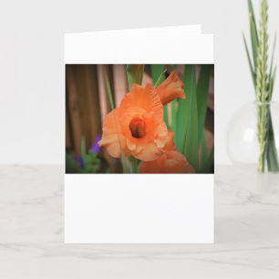 Gladioli, tarjeta