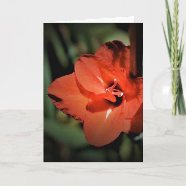 Gladioli, tarjeta (Anverso)
