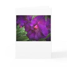 Gladioli, tarjeta