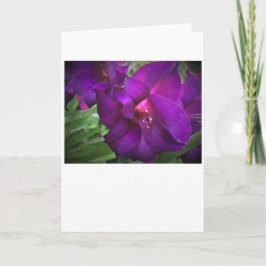 Gladioli, tarjeta