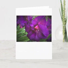 Gladioli, tarjeta