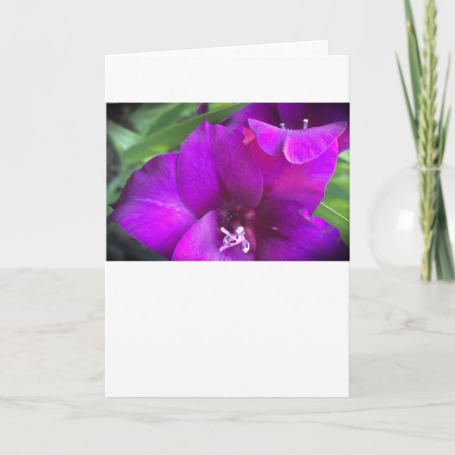Gladioli, tarjeta (Anverso)