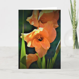 Gladioli, tarjeta