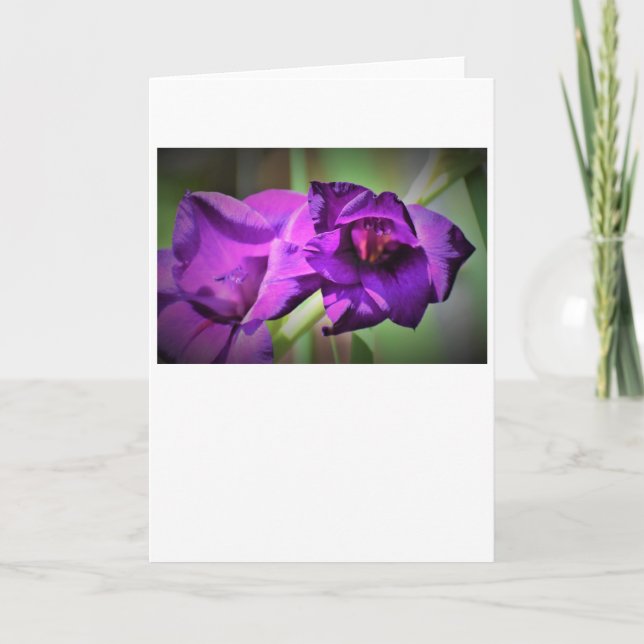 Gladioli, tarjeta (Anverso)