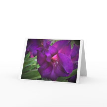 Gladioli, tarjeta