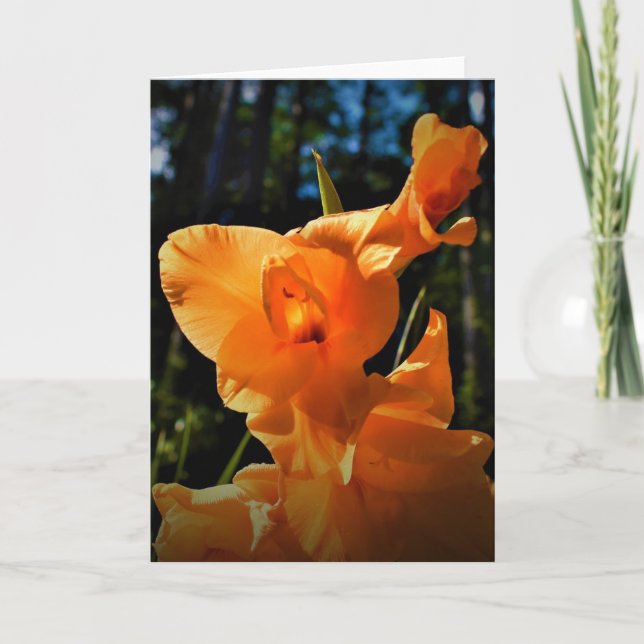 Gladioli, tarjeta (Anverso)