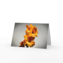 Gladioli, tarjeta