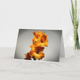 Gladioli, tarjeta