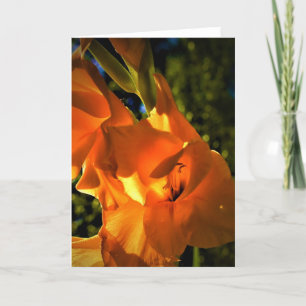 Gladioli, tarjeta