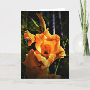 Gladioli, tarjeta